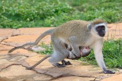 19-Velvet monkey with baby